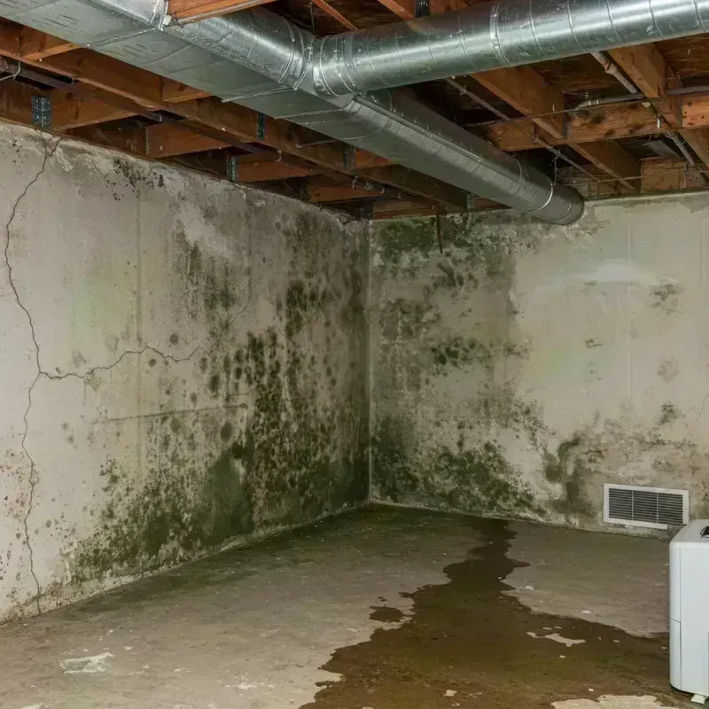 Professional Mold Removal in Cherry Hills Village, CO